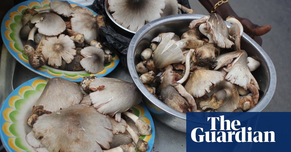 How mushrooms could mean economic independence for Benin&rsquo;s women